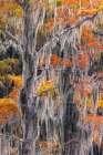 Autumn colors on Caddo Lake, Texas. Worlds largest bald cypress forest. Art Print